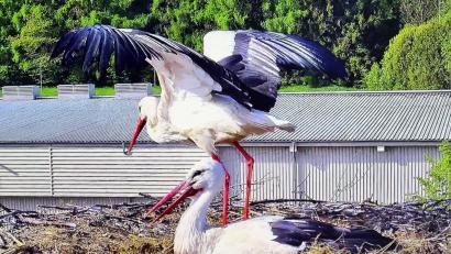 Bild: lst/exb
Viel Arbeit steht den Storchen-Eltern bevor: Am vergangenen Dienstagmittag schlüpfte das erste Küken, zwei weitere Eier, die ebenfalls ausgebrütet werden, sind noch im Nest.