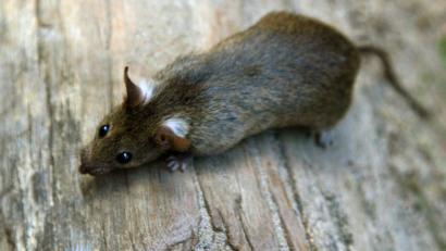 Symbolbild: Arno Burgi/dpa
Eine kleine Ratte (Rattus rattus) frisst Abfall. Damit die Tiere nicht überhand nehmen, beginnt am Montag, 13. Mai, in Amberg wieder eine Rattenbekämpfungsaktion der Stadt.