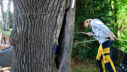 Bild: Petra Hartl
In verschiedenen Bereichen im Stadtgebiet werden sogenannte Zugversuche an den Baumbeständen durchgeführt.