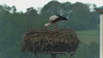 Bild: Webcam Landkreis Neustadt/WN/exb
Das Neustädter Storchenpaar zieht seinen zweifachen Nachwuchs groß. Hier ist einer der Altvögel mit den beiden Kleinen zu sehen.