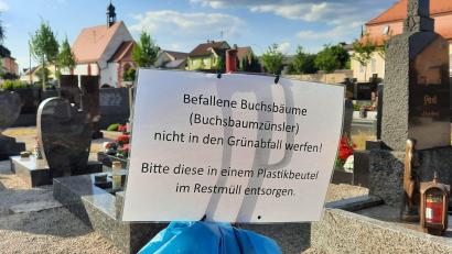 Bild: Brigitte Grüner/exb
Vor der Verbreitung des Buchsbaumzünslers auf dem Friedhof warnt die Stadt Auerbach.