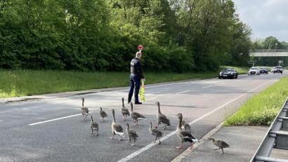 Bild: -/Bundespolizei/dpa
Ein Bundespolizist stoppt Autofahrer auf der Landshuter Allee in München, um eine Gänsefamilie passieren zu lassen.