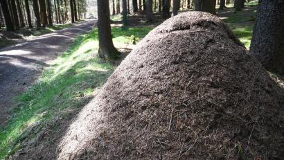 Bild: Gabi Schönberger
Ein beachtlicher Ameisenhaufen am Fischerberg. Die Tiere scheinen sich hier wohl zu fühlen.