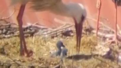 Bild: Storchenkamera Falkenberg/exb
Im Storchennest auf dem Dach des Falkenberger Pfarrheims hat sich doppelter Nachwuchs eingestellt. Die jungen Vögel sind laut Informationen des Storchenbeauftragten Joachim Zrenner am Sonntag geschlüpft.