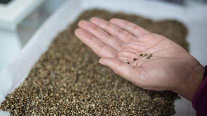 Bild: David Diaz ARcos/dpa
Cannabis-Samen der Sorte Cherry Oregon: Mit dem 1. April sind Besitz und Konsum von Cannabis für Erwachsene in Deutschland legal geworden.