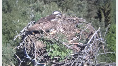 Bild: Webcam Stadt Eschenbach/exb
Einer der beiden Altvögel füttert die beiden wenige Tage alten Fischadler-Küken im Horst am Großen Rußweiher in Eschenbach.