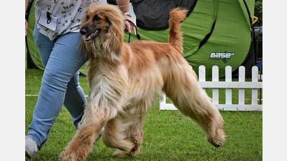 Bild: VDH Landesverband Franken/Oberpfalz/exb 
Internationale Rassehunde sind am 1. und 2. Juni in Gut Matheshof in Kreuth bei Rieden (Landkreis Amberg-Sulzbach) zu sehen.