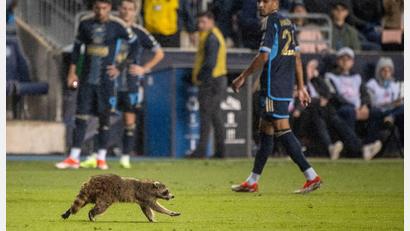 Bild: Ricky Fitchett/ZUMA Press Wire/dpa
Die Spieler staunten nicht schlecht, als sie den Waschbär auf dem Spielfeld sahen.