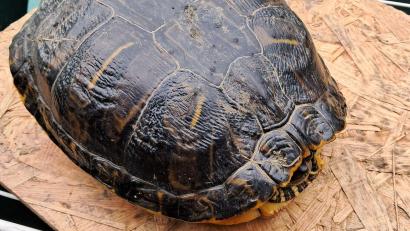 Bild: Polizei Waldsassen/exb
Eine Schildkröte fand eine aufmerksame Bürgerin am Mittwoch an der Staatsstraße 2176 zwischen Mitterteich und Konnersreuth auf Höhe Pechofen. Wer das Tier vermisst, soll sich mit der Polizeiinspektion Waldsassen in Verbindung setzen.