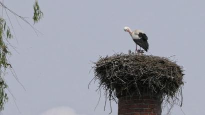 Bild: Katharina Matzke/exb
Ein Bild aus besseren Tagen, hier sind noch alle vier Jungstörche im Horst. Ein Altvogel passt auf sie auf. Am Mittwochabend ist das Nest jedoch unbeaufsichtigt gewesen, was ein fremder Storch zur Attacke genutzt hat.