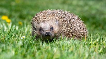 Bild: Armin Weigel/dpa
Weil sie einem Igel ausweichen wollte, verlor eine Frau in der Nacht auf Donnerstag die Kontrolle über ihr Auto und prallte damit gegen einen Baum.