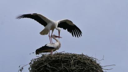 Bild: Katharina Matzke / exb
Offenbar hat der angreifende Storch das Storchenweibchen, das schon seit Jahren in Rothenstadt nistet, erobert, nachdem er das Nest angegriffen und die vier Küken tödlich verletzt sowie das Männchen verjagt hat.