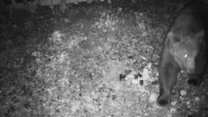 Bild: Reviermanagement/dpa
Das Foto der Wildkamera zeigt einen Braunbären, der in der Nacht auf den 22. Mai 2024 im Gemeindegebiet festgestellt wurde.