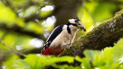 Bild: Lando Hass/dpa
Typische Waldvögel, wie der Buntspecht, sind immer häufiger in Wohngebieten vorzufinden.