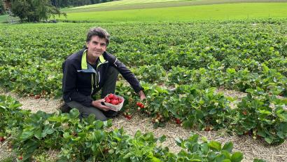 Bild: ihl
Anton Baumann zeigt Oberpfalz-Medien: Die Erdbeeren sind schon reif und können gepflückt werden.