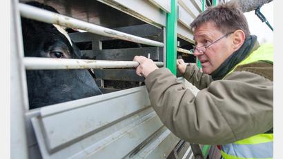 Symbolbild: Philipp Schulze/dpa
Ein Amtstierarzt kontrolliert den Zustand von Kühen auf einem Tiertransporter.