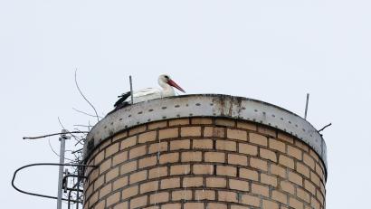 Bild: Wolfgang Steinbacher
Am Montagvormittag sitzt der Storch auf dem Schornstein von Guss Auer in Ammersricht.