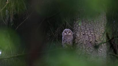 Bild: -/HHM-Photography/VLAB/dpa
Ein junger Habichtskauz sitzt in einem Baum im Naturpark Steinwald. Bei einem Monitoring im Naturpark Steinwald wurden in diesem Frühjahr zwei Brutpaare mit insgesamt fünf Jungtieren entdeckt.