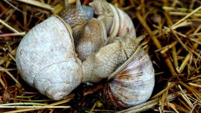 Bild: bkr
Das Liebesspiel dieser drei Weinbergschnecken dauerte einige Stunden.