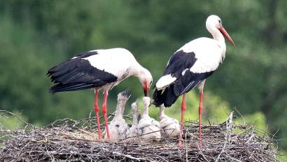 Bild: bey
Vierfachen Nachwuchs haben die Störche in Pleystein.