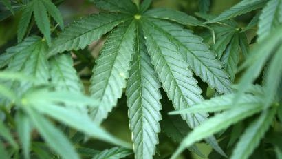 Symbolbild: Oliver Berg
Woher kommen die über 700 Cannabispflanzen auf einem Leipziger Spielplatz? Eine Frage, die nun auch die Polizei beschäftigt.
