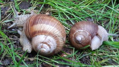 Bild: Wolfgang Winter
Eine seltene Schnecke mit linksgedrehtem Gehäuse.