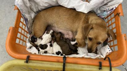 Bild: Grenzpolizei Waidhaus/exb
Die Grenzpolizei Waidhaus stoppte einen Kleintransporter, der mehrere Hundewelpen und ausgewachsene Hunde transportierte.