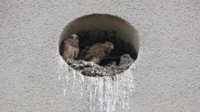 Bild: Klaus Schoefl/exb
In einer Öffnung am Giebel eines unbewohnten Hauses in der Münchenreuther Straße in Waldsassen haben sich erneut Turmfalken niedergelassen.