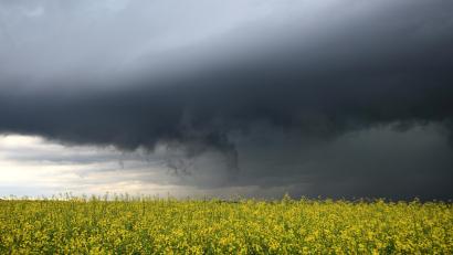 Symbolbild: Alexander Wolf/dpa
Dunkle Gewitterwolken ziehen hinter einem blühenden Rapsfeld auf.