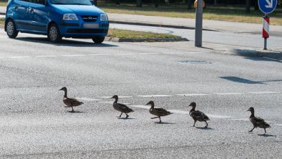 Symbolbild: Patrick Pleul/dpa
Watschelte wirklich eine Ente über die Straße? Eine 42-Jährige musste am Sonntagabend zwischen Neumarkt und Postbauer-Heng abrupt bremsen.