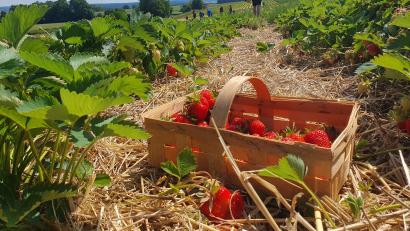 Archivbild: kaz
Wann beginnt die Erdbeer-Saison im Landkreis Tirschenreuth? Auf den Feldern der Familie Bösl (Foto aus dem Jahr 2023) in Erbendorf und der Familie Schedl in Fürstenhof fiebert man der neuen Saison bereits entgegen.