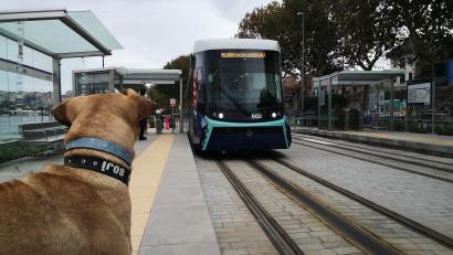 Bild: Istanbuler Stadtverwaltung
Istanbuler Straßenhund «Boji» , aufgenommen im Jahr 2021.