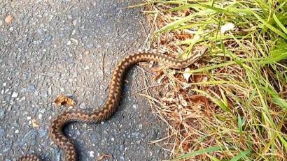 Bild: Wolfgang Winter/exb
Die schnell flüchtende Kreuzotter konnte Wolfgang Winter an der Mooslohstraße in Weiden fotografieren.