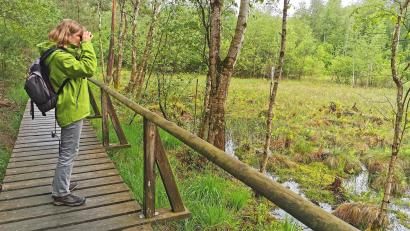 Bild: Portner
Einzigartige Moorlandschaft im Landkreis Schwandorf: Gebietsbetreuerin Birgit Simmeth freut sich über den aktuellen Zustand vom Kulzer und Prackendorfer Moos.