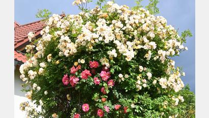Bild: gf
Üppig ist derzeit die Rosenpracht im Garten von Alfons Graf in der Häringloherstraße.