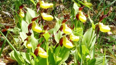 Bild: jp
Der Frauenschuh ist eine wunderschöne Orchideenart unserer Heimat und streng geschützt.
