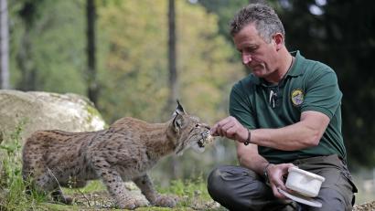 Bild: Ronald Wittek/exb
Mickisch füttert einen Luchs.