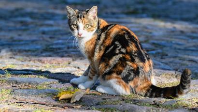 Symbolbild: Patrick Pleul/dpa
Eine junge Katze auf einer Dorfstraße. Im Tierheim in Amberg werden laut Tierschutzverein immer mehr kranke oder trächtige Katzen abgegeben.