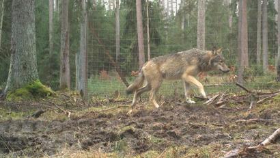 Archivbild: Forstbetrieb Pegnitz/exb
Ein Wolfsjährling im Veldensteiner Forst, aufgenommen von einer Wildkamera – jährlich kommen hier Welpen zur Welt.