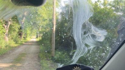 Bild: Polizeiinspektion Neubrandenburg, Polizei Waren
Ein ausgebüxtes Pferd schleckt am Streifenwagen der Polizei Neubrandenburg.