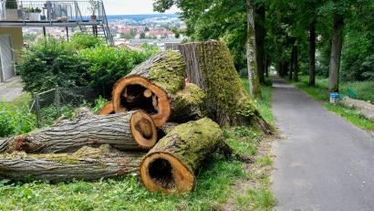 Bild: Petra Hartl
Eine Linde, die zum Naturdenkmal Lindenallee in Amberg gehört, musste wegen eines Pilzbefalls gefällt werden.
