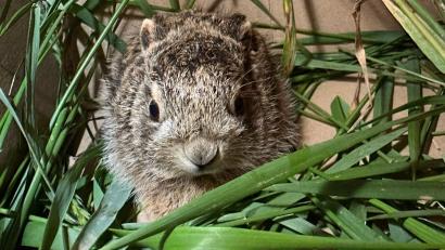 Bild: Daniel Tröger, PI Neunburg/exb
Der kleine Feldhase wird jetzt beim Tierschutzverein Städtedreieck aufgepäppelt.