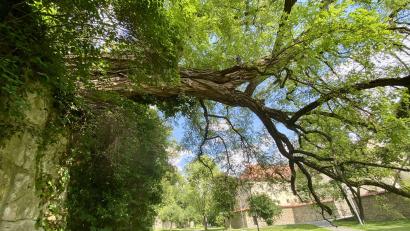 Bild: upl
Diese mächtige, aber schräg gewachsene Robinie in der Nähe des Hotels Fronfeste muss um etwa drei Meter eingekürzt werden.