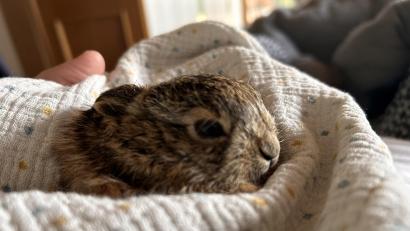 Bild: Andrea Rothamer
Andrea Rothamer versorgt den kleinen Gast bis zur Auswilderung in ihrer Aufzuchtstation.