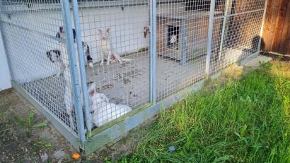 Bild: Deutscher Tierschutzbund, Landesverband Bayern e.V.
Unbekannte haben verletzte Hunde in einem Zwinger eines Tierheims ausgesetzt und sind verschwunden.