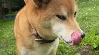 Bild: Lena Stengl/exb
Diesem Vierbeiner schmeckt das Hundeeis aus dem Rossini.