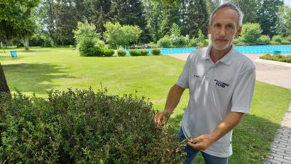 Bild: bl
Nicht mehr zu übersehen sind für Bademeister Hubert Horn die Fraßspuren an dem Buchsbäumen beim Schwimmerbecken. Noch schlimmer sehen einige Exemplar am Planschbecken aus.