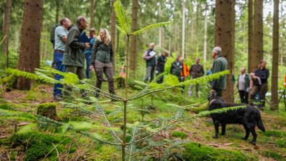 Bild: Martin Hertel/exb
Der Forstbetrieb Fichtelberg stellt die Weichen für den zukünftigen Wald. Über die Tanne, Hoffnungsträgerin für den Wald der Zukunft im Fichtelgebirge, wurde beim Forsteinrichtungsbegang in Fichtelberg intensiv diskutiert.