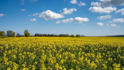 Symbolbild: Stefan Sauer/dpa
Auf einem Rapsfeld musste der Pilot notlanden.