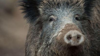 Bild: Lino Mirgeler/dpa
Ein Wildschwein schaut aus einem Wildschweingehege zum Fotografen.